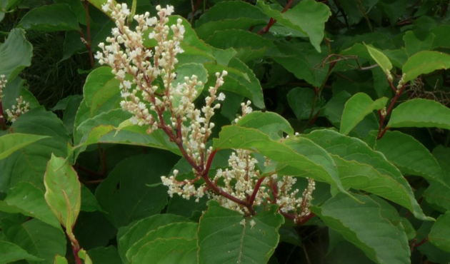 호장근,폴리다틴