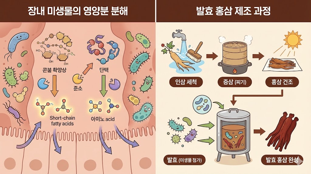 홍삼 사포닌의 흡수 원리